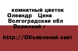 комнатный цветок Олеандр › Цена ­ 800 - Волгоградская обл., Волжский г.  »    